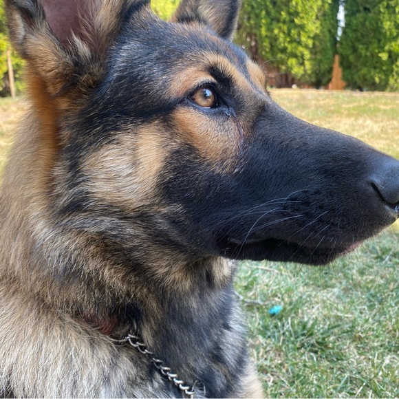 Meet your Posher, Aurora - Picture 1 of 1